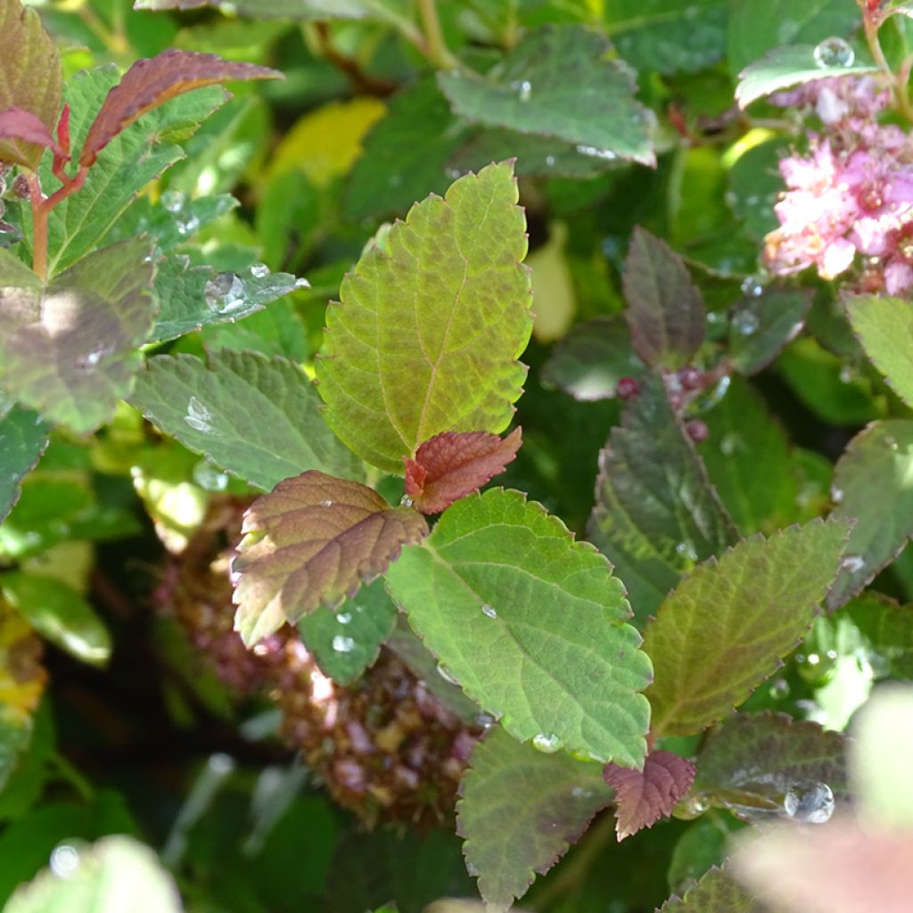 Spiraea japonica Merlo Green - Spirée japonaise