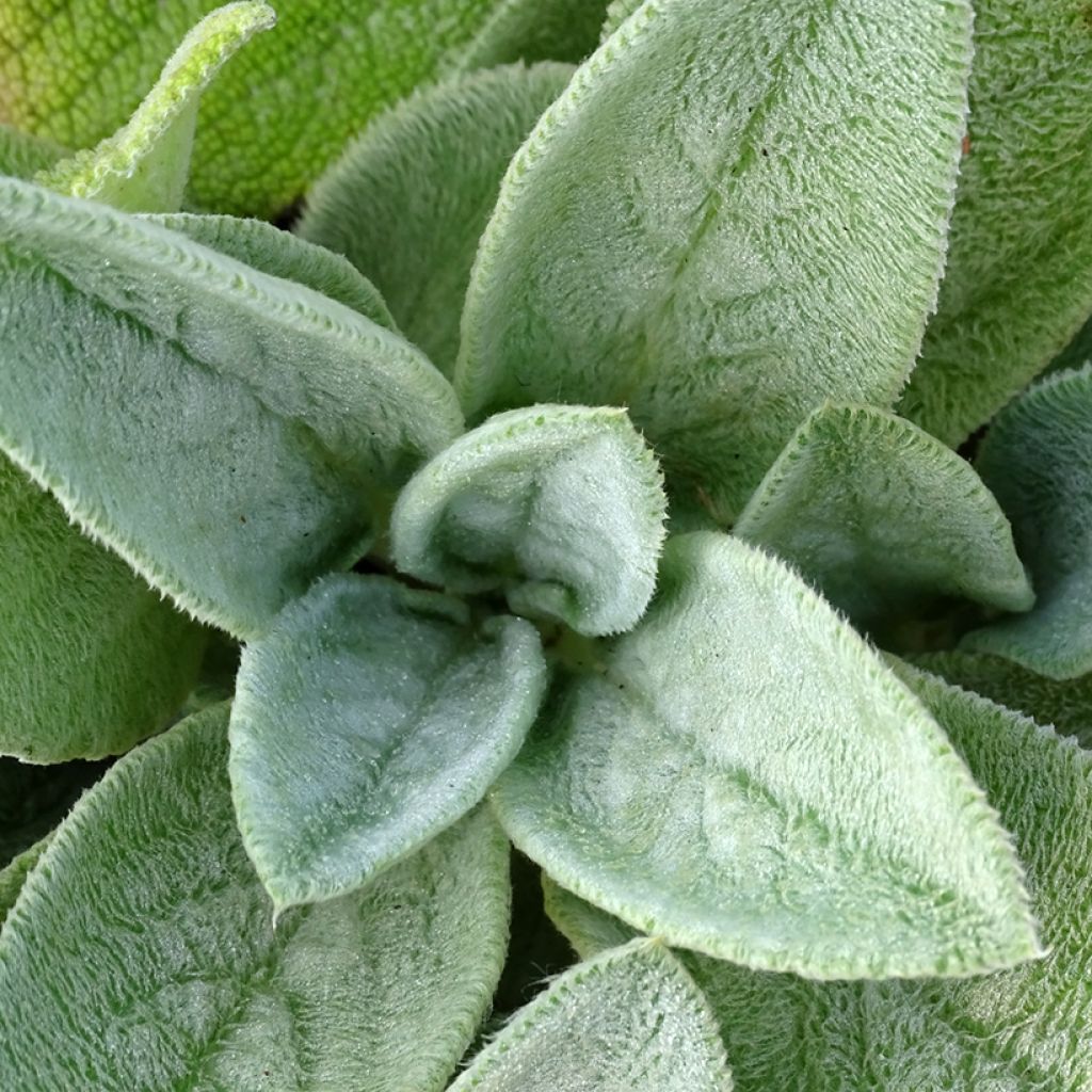 Stachys byzantina Big Ears - Oreja de liebre