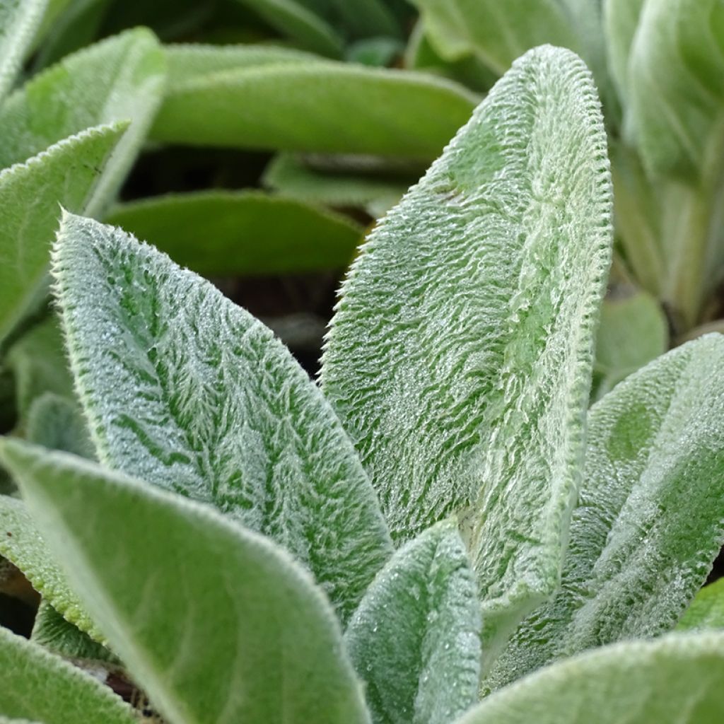 Stachys byzantina Big Ears - Oreja de liebre