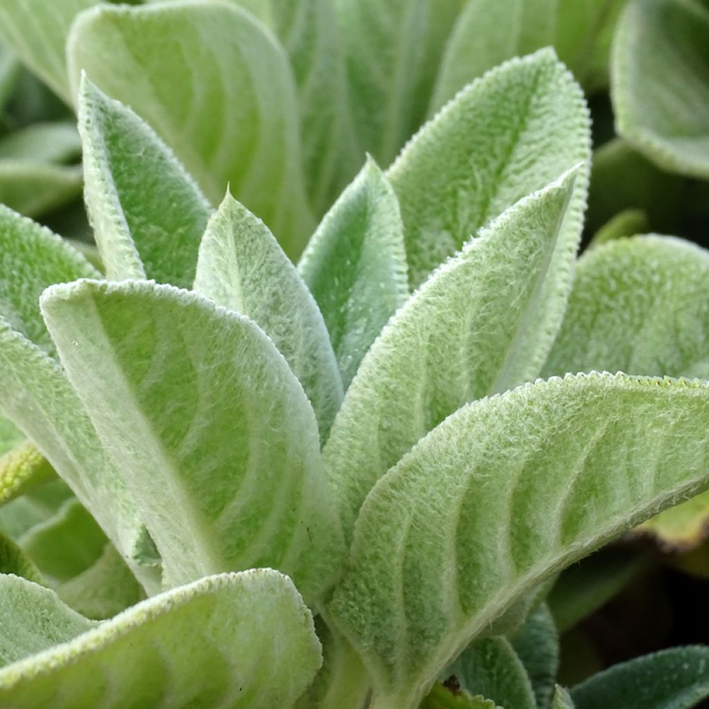 Stachys byzantina Big Ears - Oreja de liebre