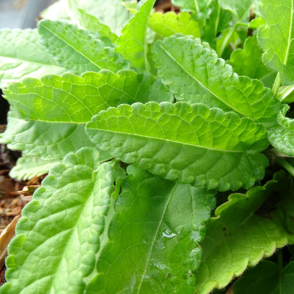 Stachys monieri Hummelo - Epiaire