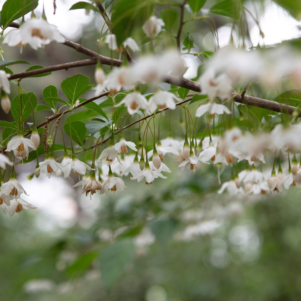 Styrax japonica Snowfall