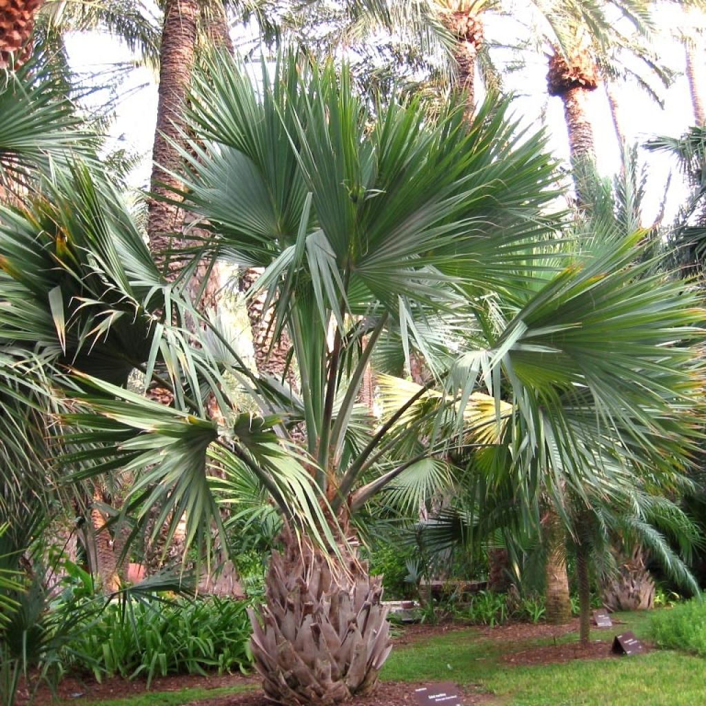 Sabal maritima - Palmier éventail de Cuba