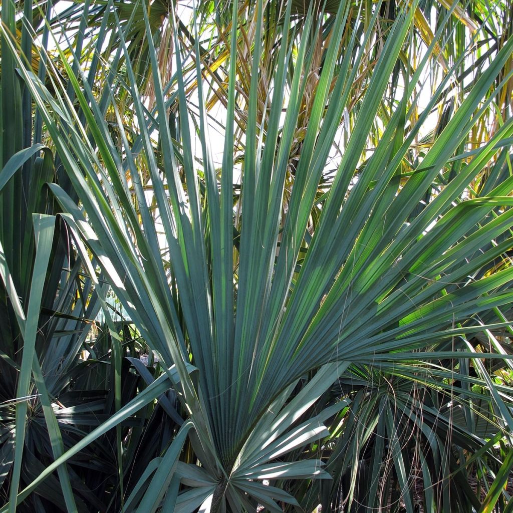 Sabal mauritiiformis - Palmier éventail