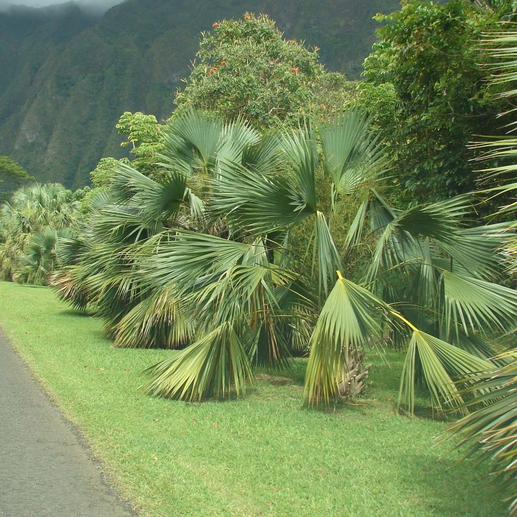 Sabal palmetto - Palmier chou