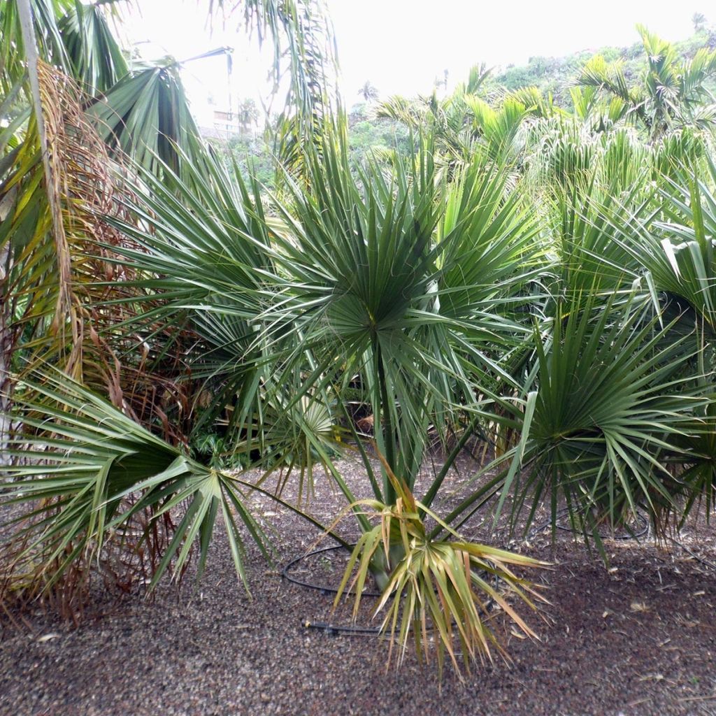 Sabal yapa - Palmier éventail du Yucatan