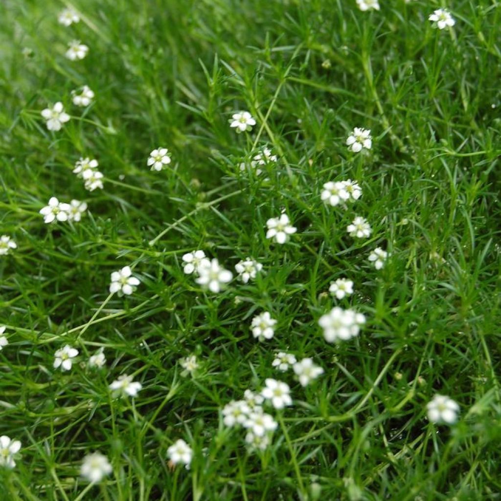 Sagina subulata Green Moss - Musgo irlandés