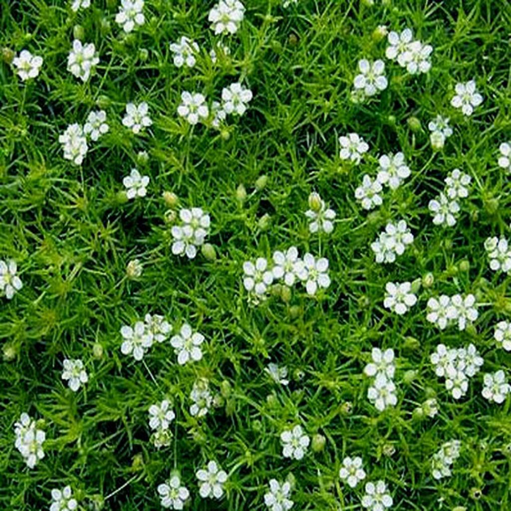 Sagina subulata Green Moss - Musgo irlandés