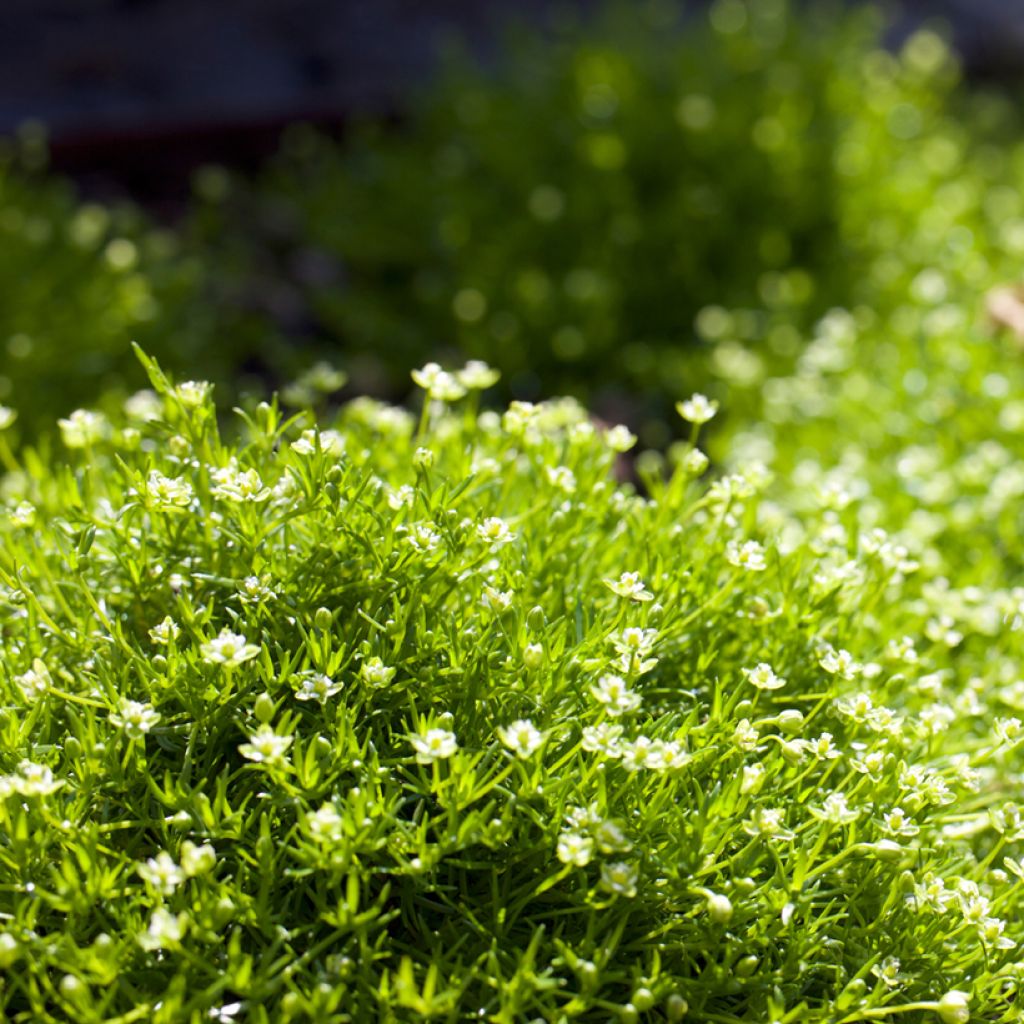 Sagina subulata Green Moss - Musgo irlandés