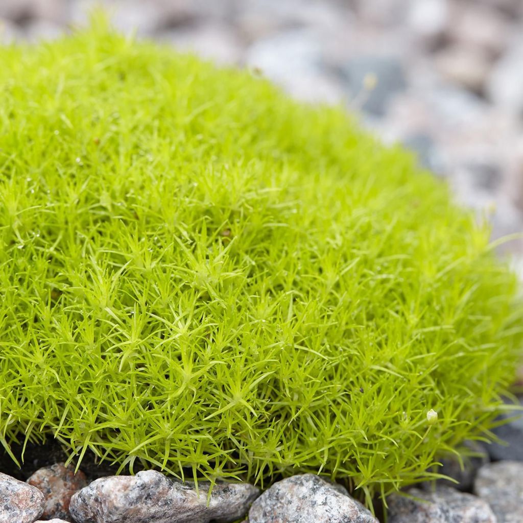 Sagina subulata Lime Moss - Musgo irlandés