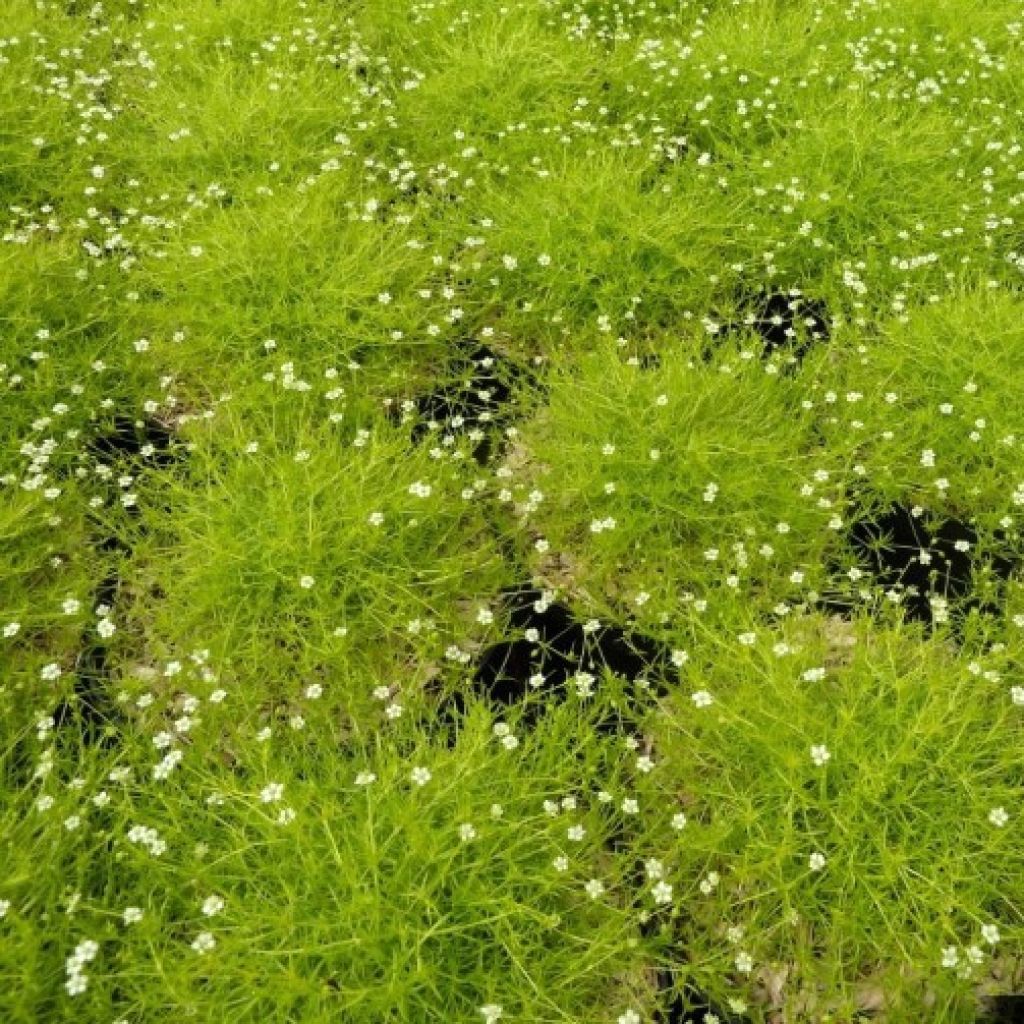 Sagina subulata Lime Moss - Musgo irlandés