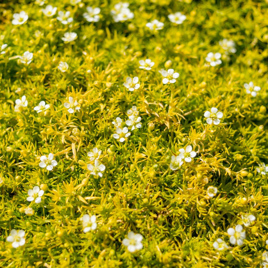 Sagina subulata Lime Moss - Musgo irlandés