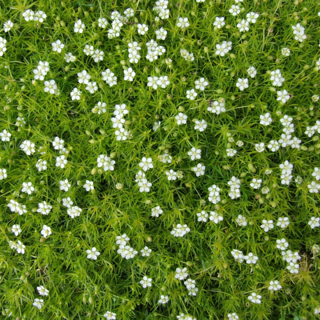 Sagina subulata - Musgo irlandés