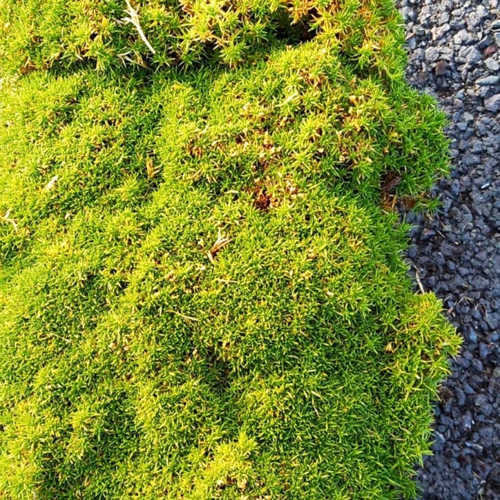 Sagina subulata Pine Green - Musgo irlandés