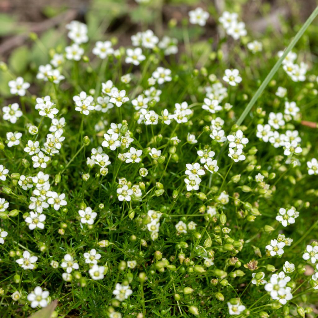 Sagina subulata - Musgo irlandés