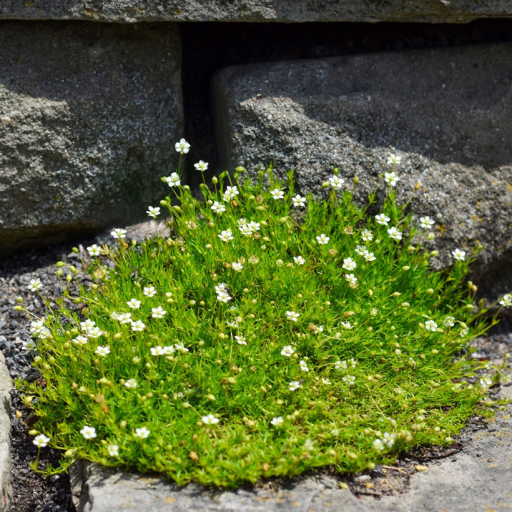 Sagina subulata - Musgo irlandés