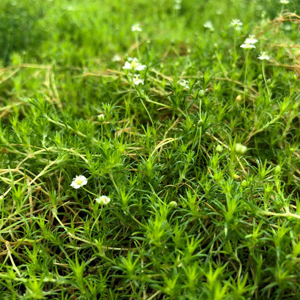 Sagina subulata Scottish Moss - Musgo irlandés