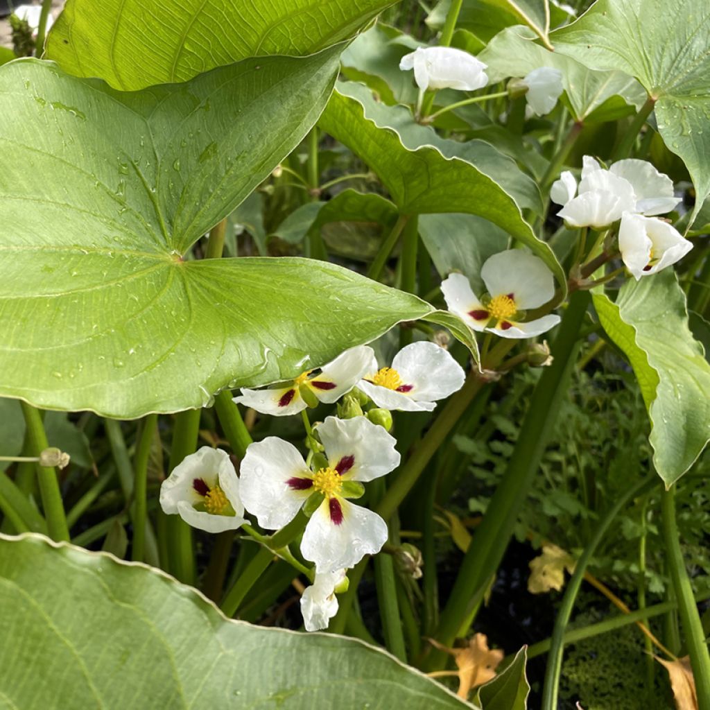 Sagittaria montevidensis - Saeta de Montevideo