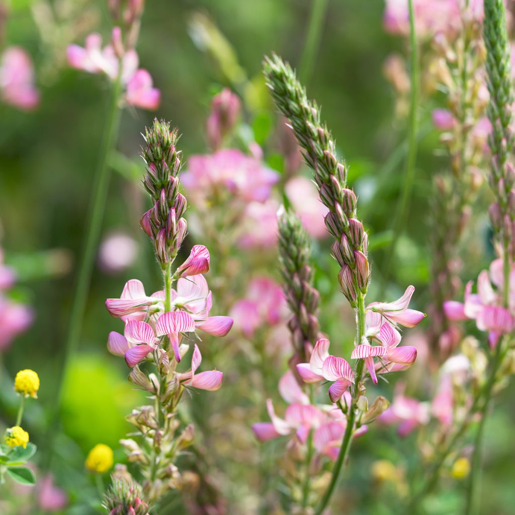 Esparceta - Onobrychis viciifolia