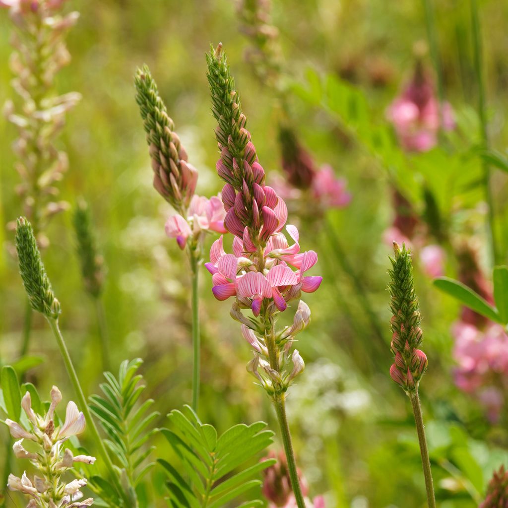 Esparceta - Onobrychis viciifolia