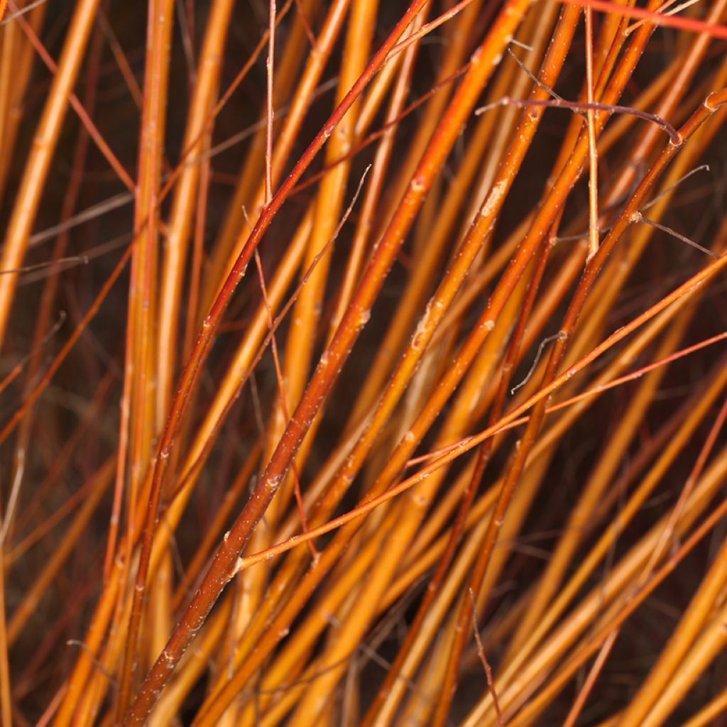 Salix x alba Pamiati Bażowa - Sauce blanco