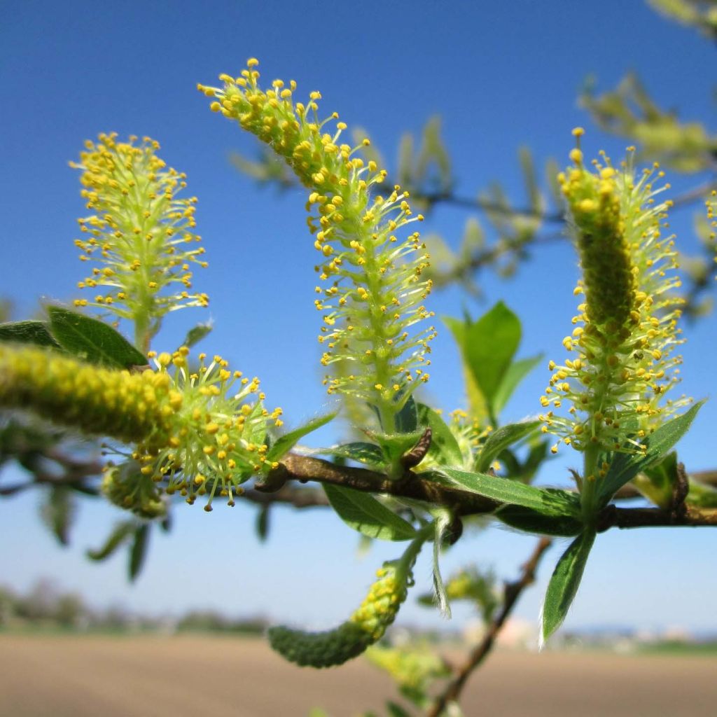 Salix alba - Saule blanc, argenté