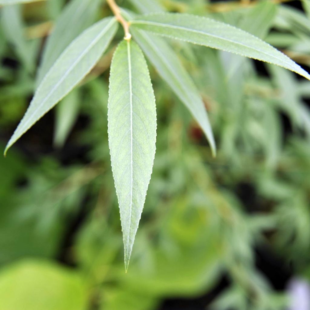 Salix alba Chermesina - Saule blanc - Osier rouge