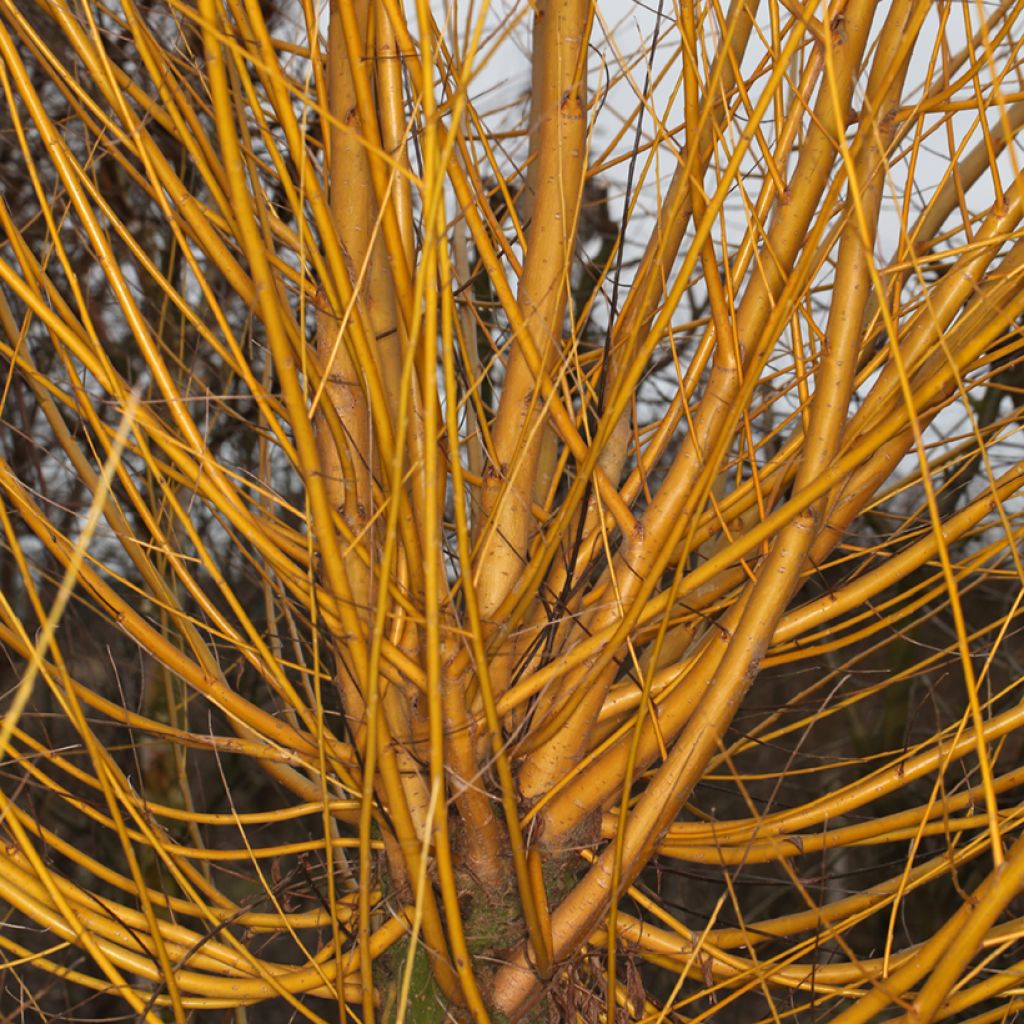 Salix alba Golden Ness - Saule blanc à bois doré 