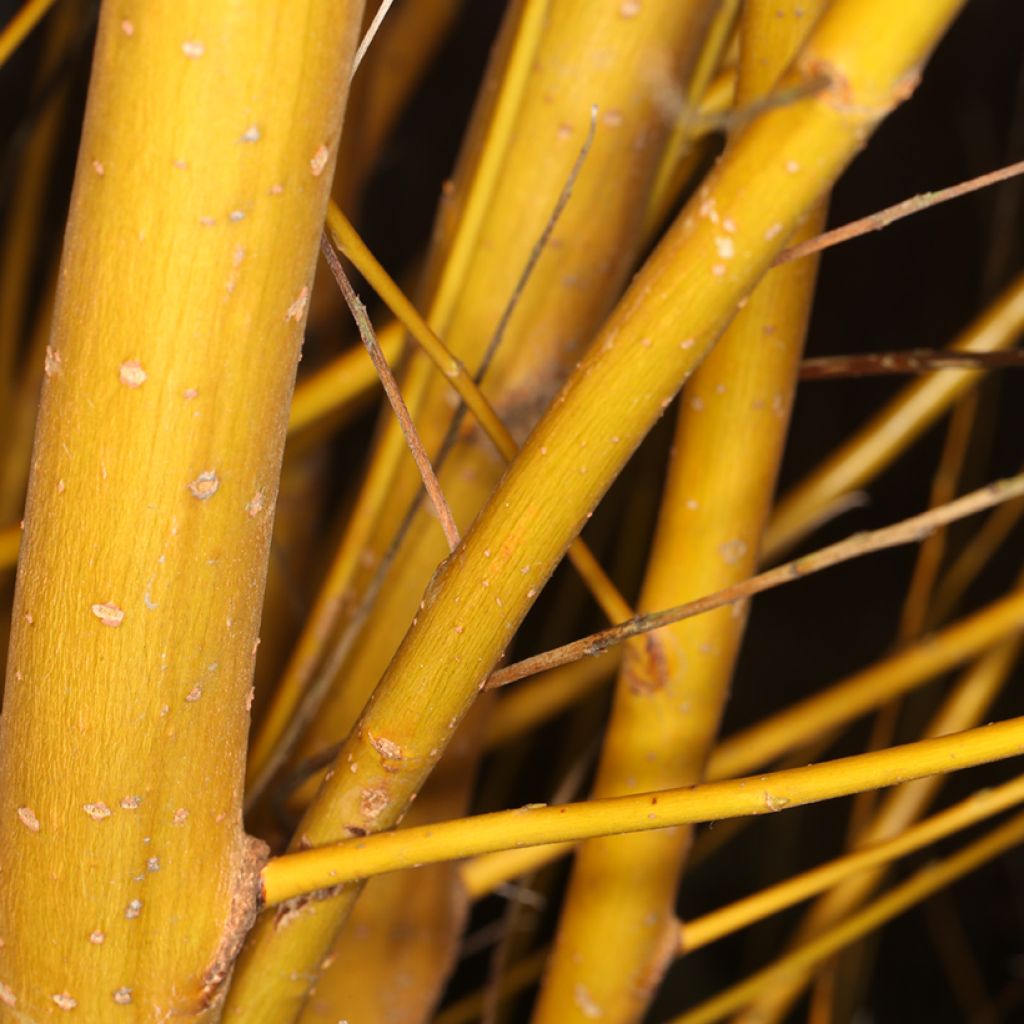 Salix alba Golden Ness - Sauce blanco