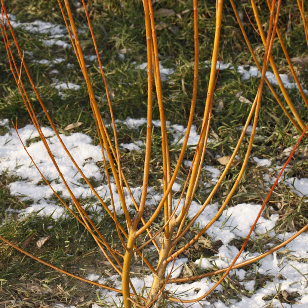 Salix alba Strachowo - Sauce blanco