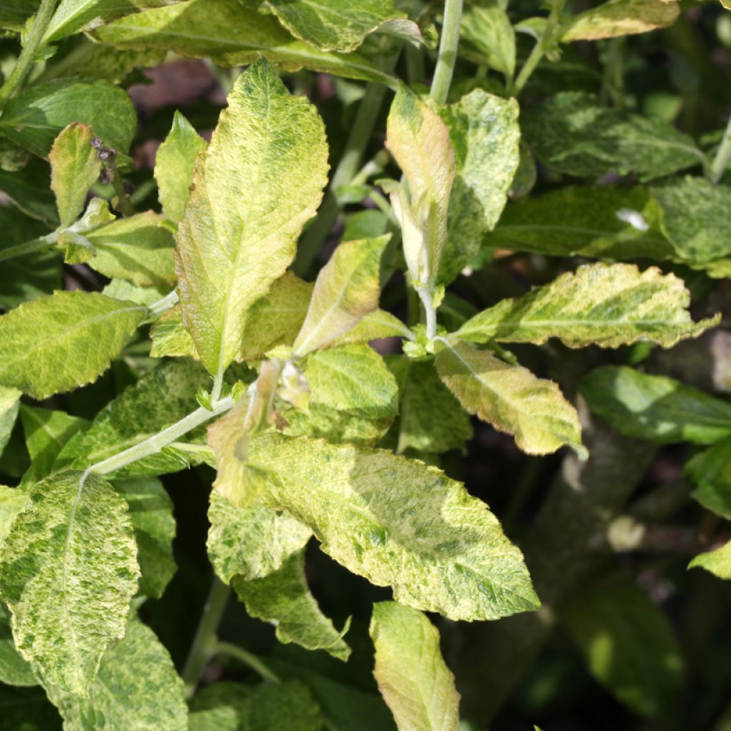 Salix aurita Büchelberg - Saule à oreillettes, Petit marsault