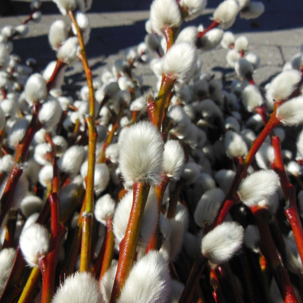 Salix caprea - Saule marsault