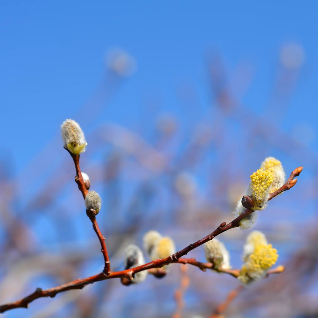 Salix caprea Curly Locks - Sauce cabruno llorón