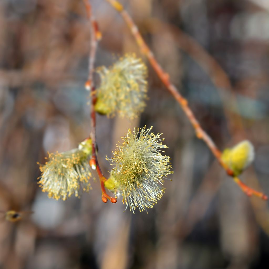 Salix caprea Curly Locks - Sauce cabruno llorón