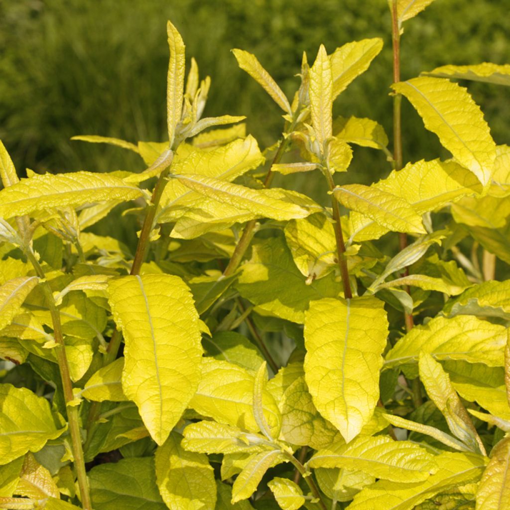 Saule marsault doré - Salix caprea Ogon