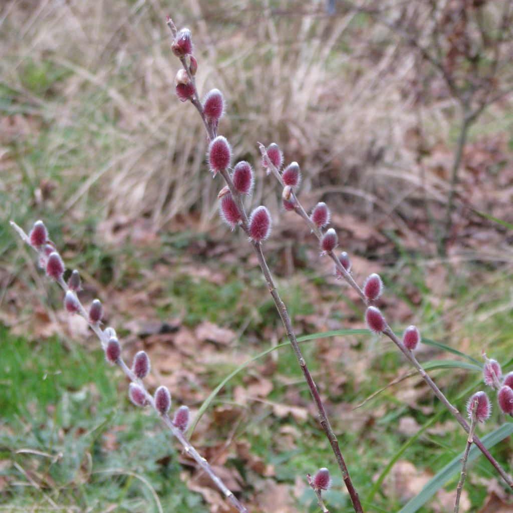 Salix chaenomeloides Mount Aso