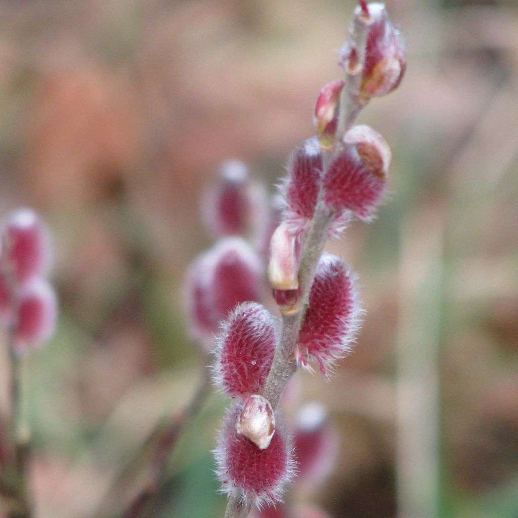 Salix gracilistyla Mount Aso - Sauce