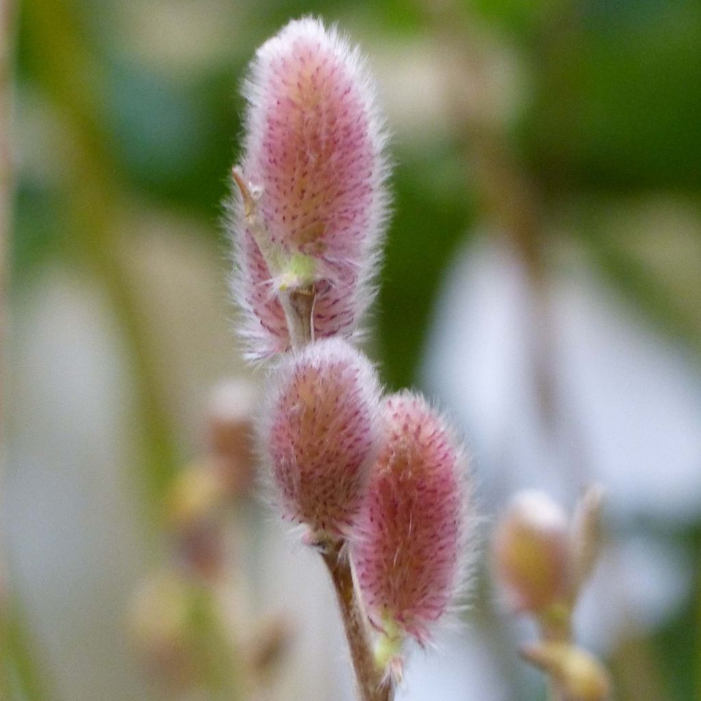 Salix gracilistyla Mount Aso - Sauce