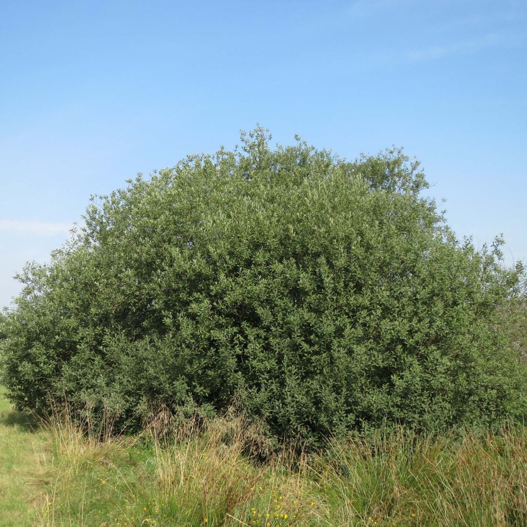 Salix cinerea - Saule cendré