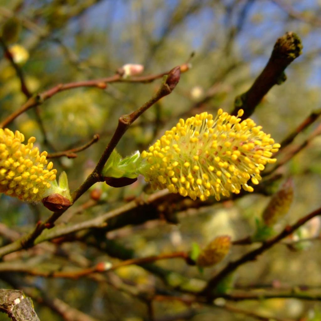 Salix cinerea - Saule cendré