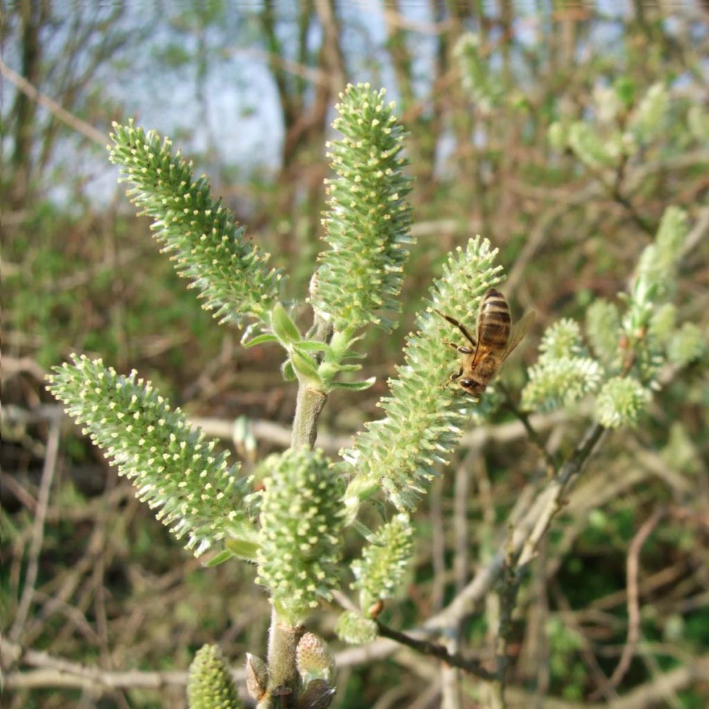 Salix cinerea - Saule cendré