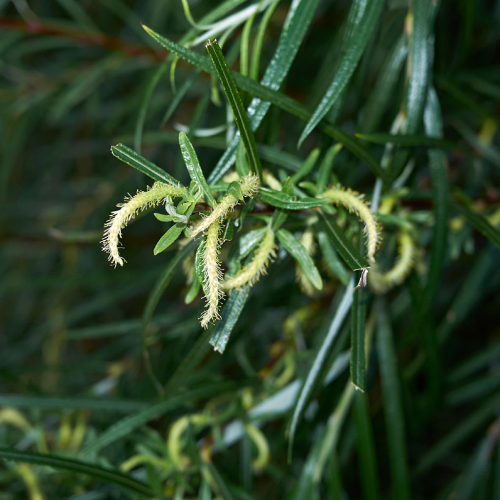 Salix elaeagnos Angustifolia - Saule à feuilles d'argousier