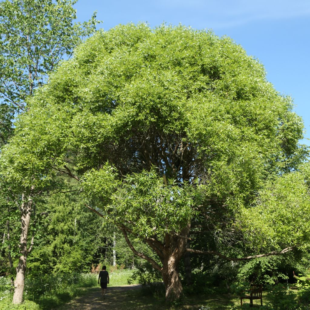 Salix x fragilis Bullata - Sauce