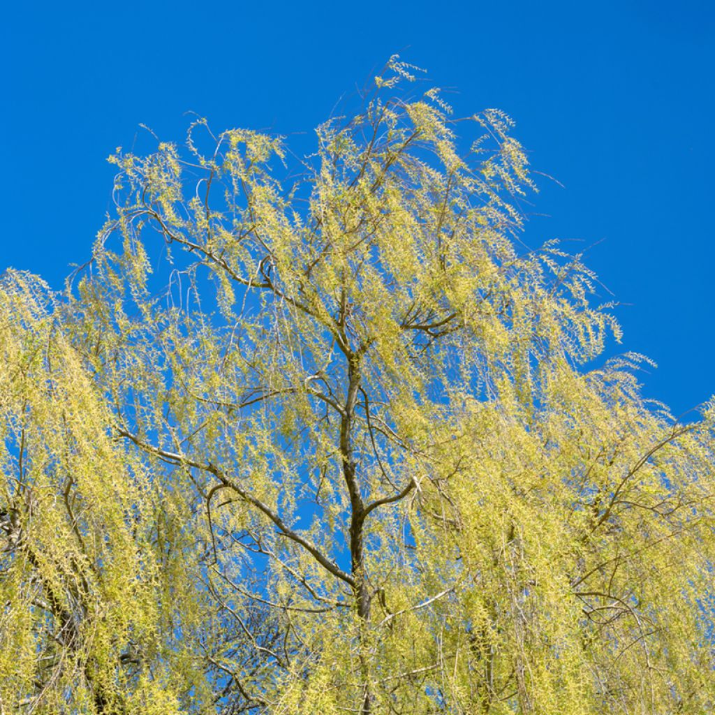 Salix fragilis - Saule fragile