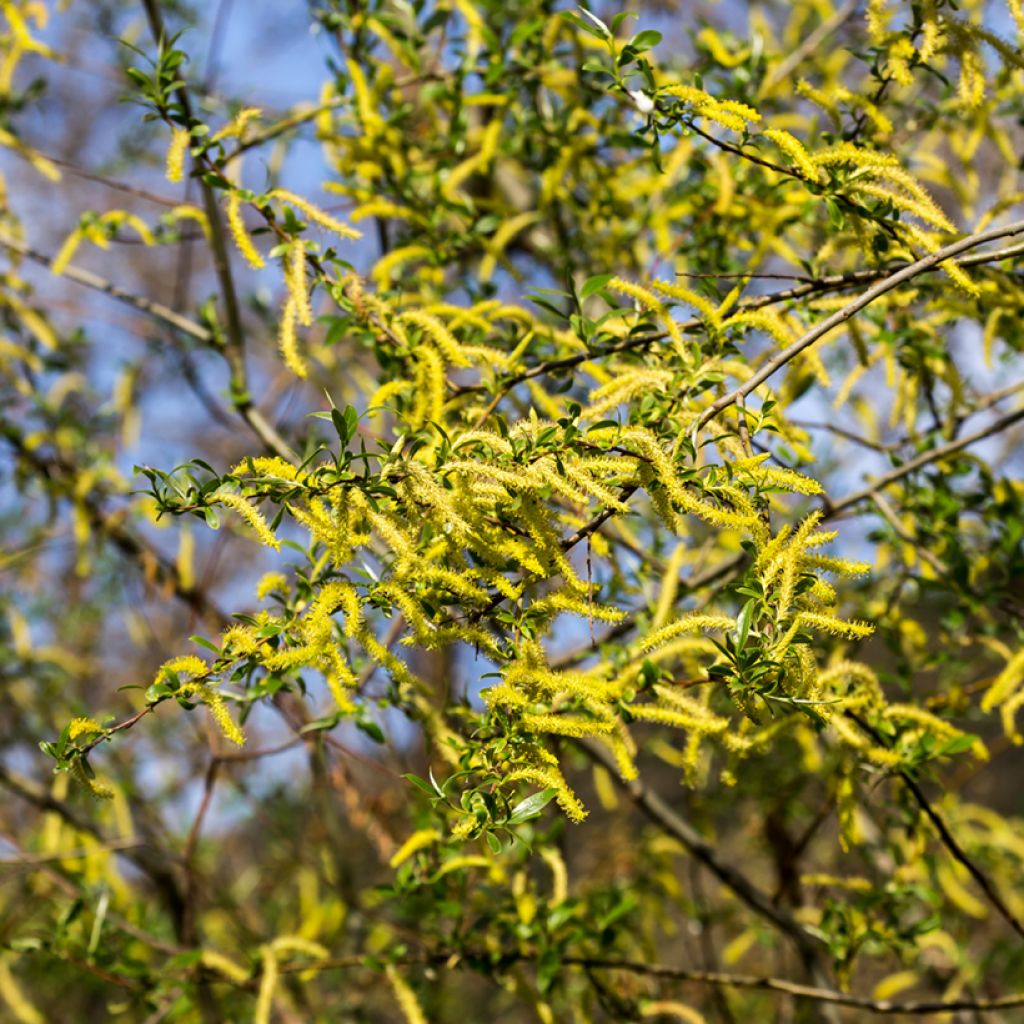 Salix fragilis - Saule fragile