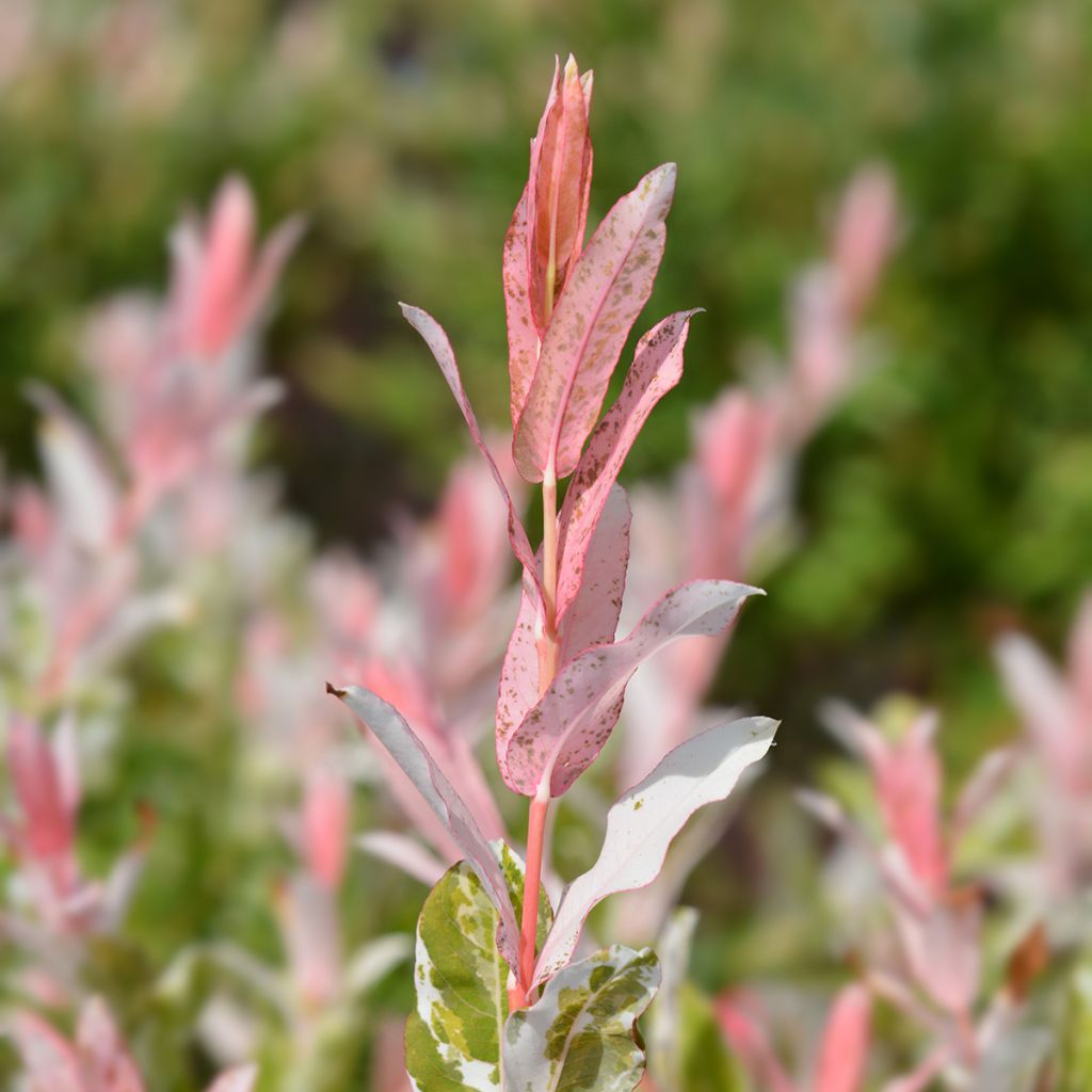 Saule crevette - Salix integra Flamingo