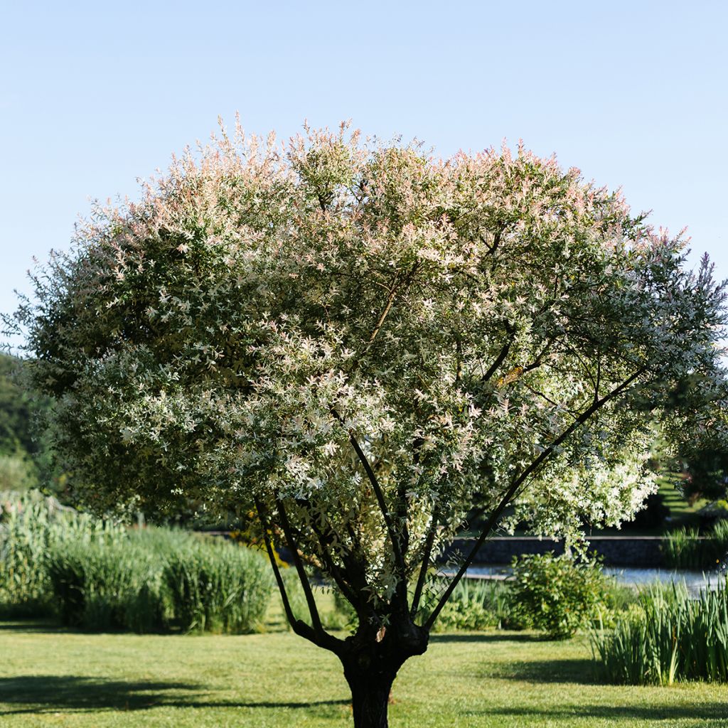 Saule crevette - Salix integra Flamingo