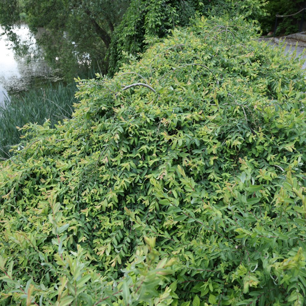 Saule pommelé pleureur - Salix integra Pendula