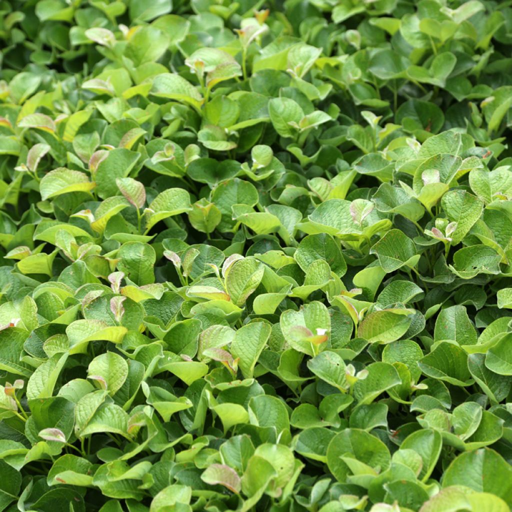 Saule rampant des îles Kouriles -Salix kurilensis