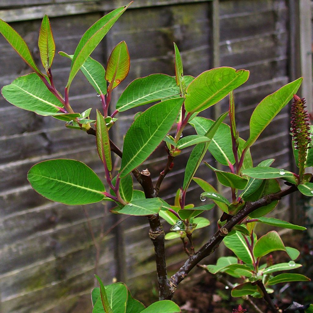 Salix magnifica - Sauce